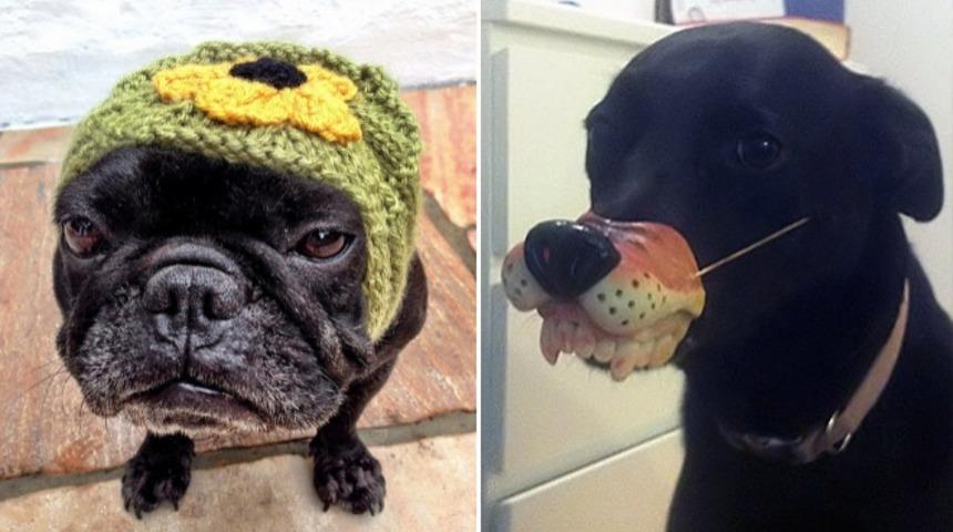 Canım Bunlar Maymun Değil K&ouml;pek!