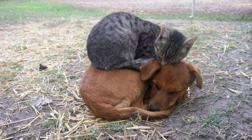 Kedilere Olan Sevginizi Tazeleyecek 31 Fotoğraf