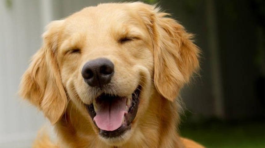 Objektif Karşısında Hepimizden Daha Fotojenik 5 Hayvan