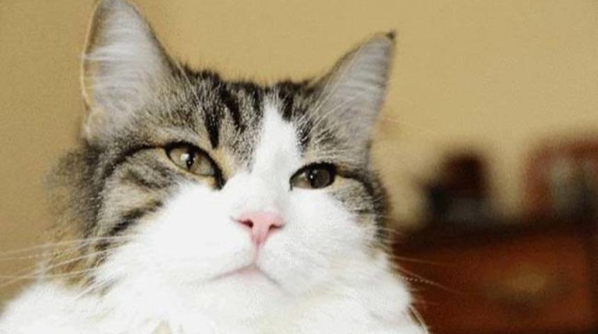 &Ouml;l&uuml;m&uuml; Hisseden Kedi