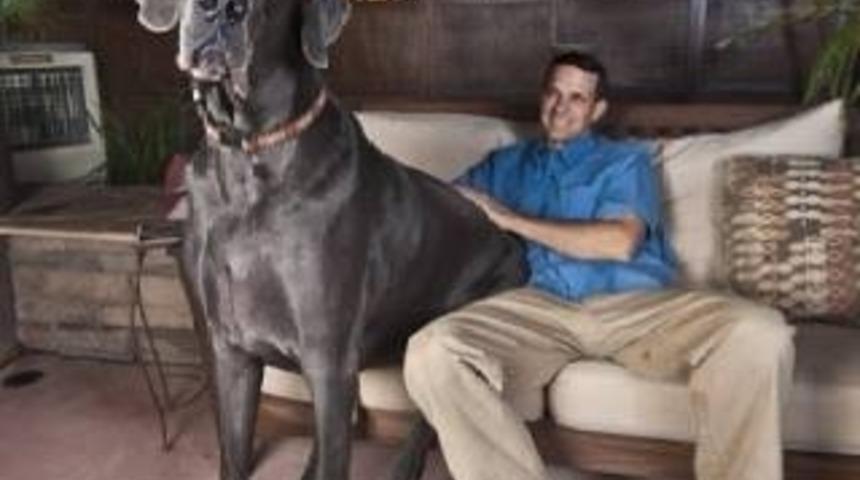 Kendini Ufak Sanan 15 Devasa K&ouml;pek Dostumuz!