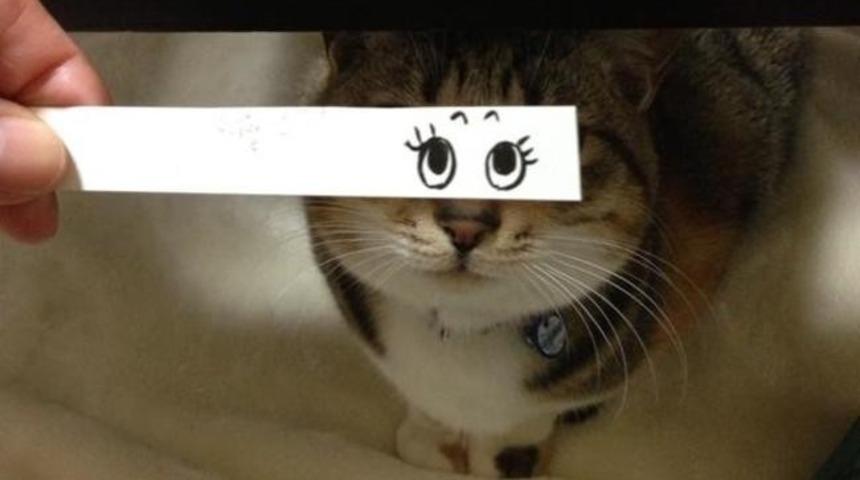 Twitter'daki Yeni Fotoğraf Trendi: 'Kedi Montajı' 