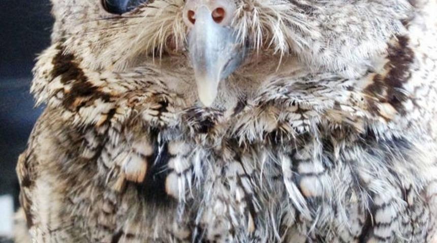 Uzay G&ouml;zl&uuml; K&ouml;r Baykuş Zeus G&ouml;renleri Şaşırtıyor