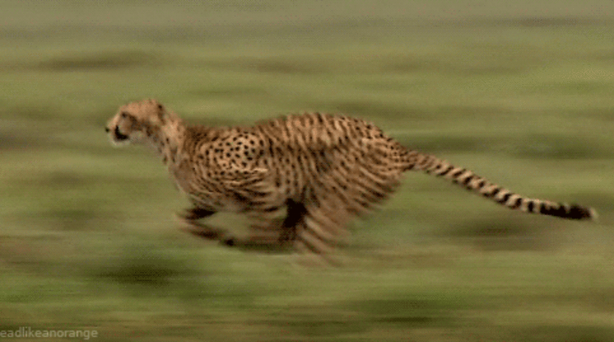 Partilemeye Bayılan 8 Hayvan