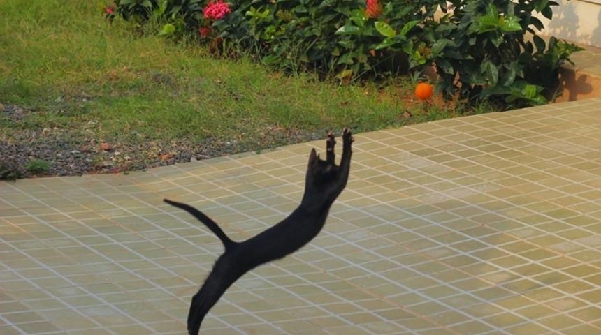Tehlike Anında Verdikleri Tepkilerle Ninjalara Taş &Ccedil;ıkaran Kediler
