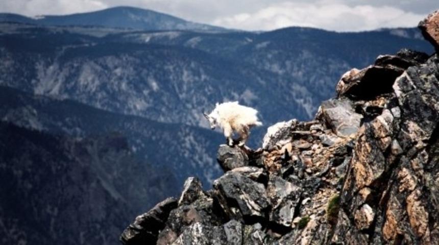 Keçiyi Yardan Uçuran Bir Tutam Ottur!