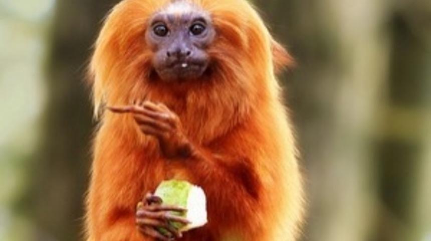 Nesli T&uuml;kenmekten Kurtulan 4 Hayvan