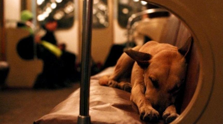 K&ouml;peklerle İlgili Bilmediğiniz 7 Şey!