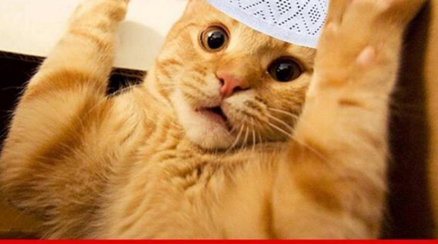 Aramızda Gizli Ajan Olan Hayvanlar Olduğunu Biliyor Muydunuz?