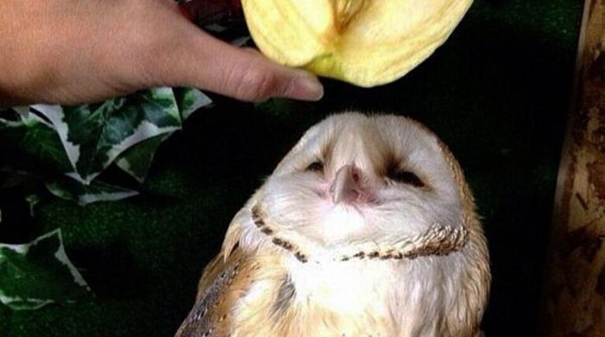 Birbirlerine Benzemeleri &Ccedil;ok Sa&ccedil;ma ve Aşırı Komik Olan 13 Şey