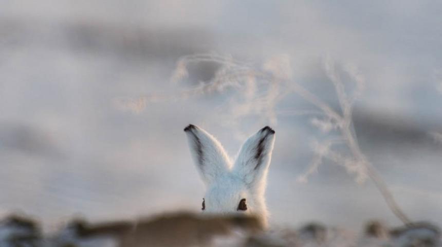 Rusya'nın Doğu Ucundaki Yabani Hayattan 11 Muhteşem Kare!