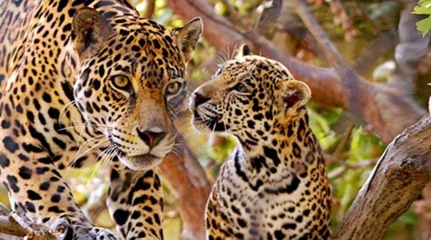 Ne Kadar B&uuml;y&uuml;k Olurlarsa Olsunlar T&uuml;m Kedilerin Aynı Olduğunun 22 Kanıtı