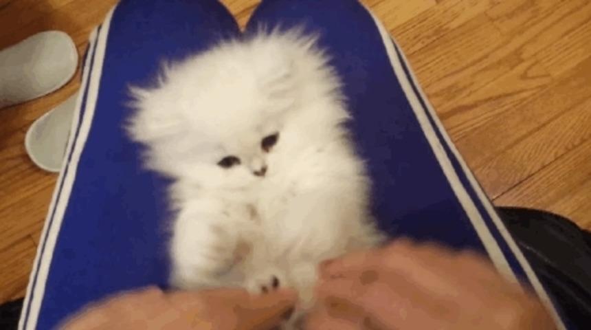 Yavru İran Kedisinin Refleksleri Görülmeye Değer