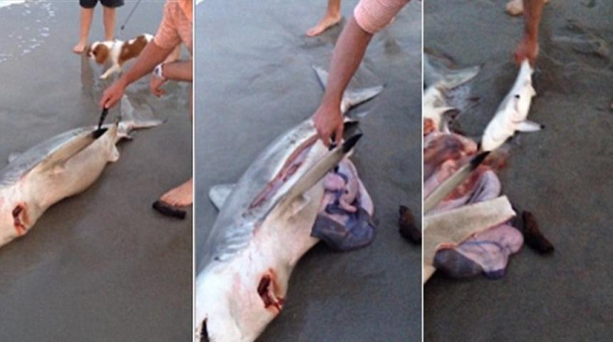 Sahile Vuran Bir K&ouml;pekbalığı ve Bir Turistin İnanılmaz Cesareti