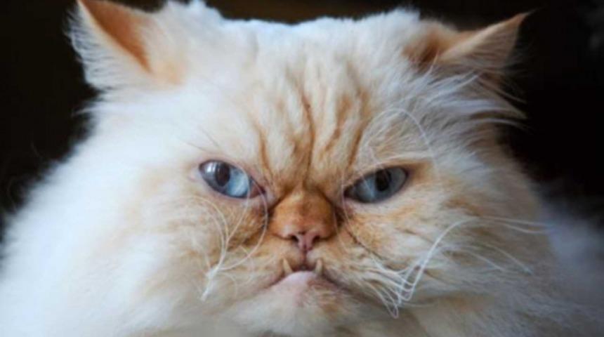 D&uuml;nyayı Ele Ge&ccedil;irmeye Yemin Etmiş 18 Kedi