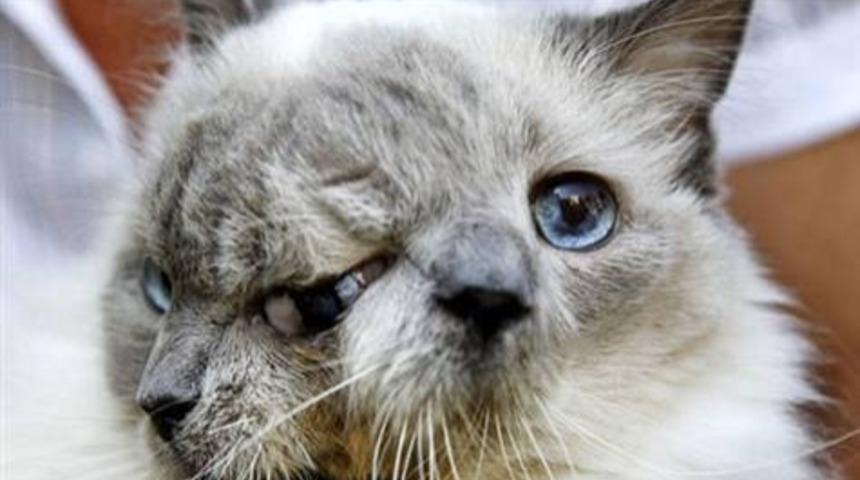 İki Y&uuml;zl&uuml; Kedi &Ouml;ld&uuml;