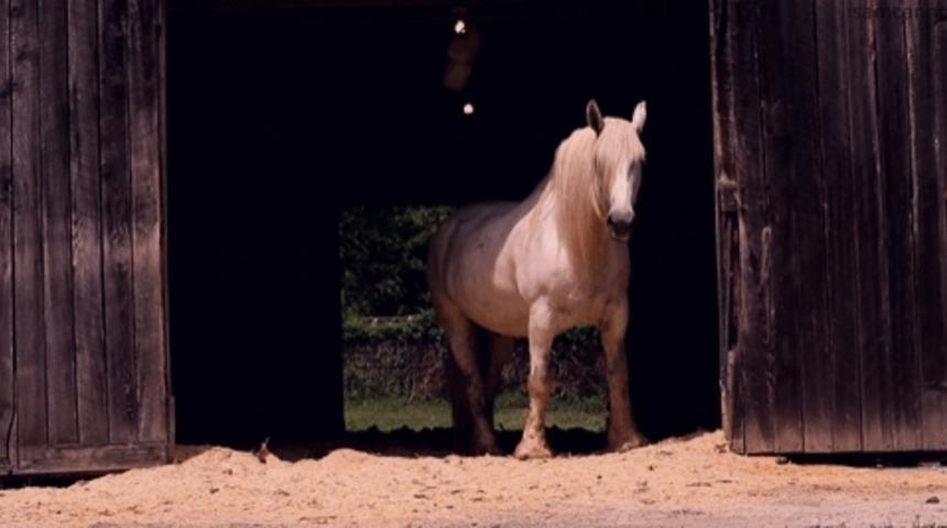 Hayvanlar Aleminde Sizi Şaşırtacak 6 Şey