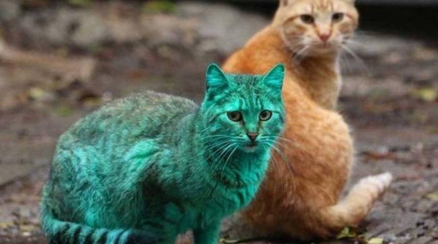 Yeşil Kedinin Gizemi Aydınlandı!