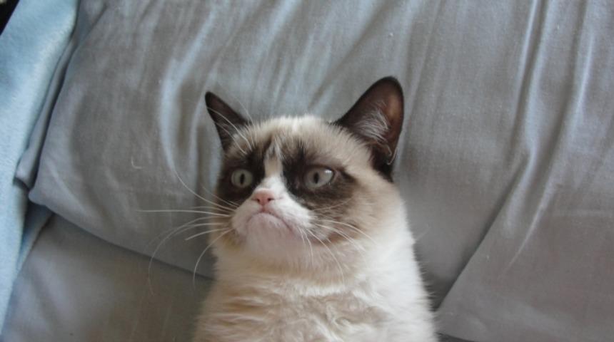 D&uuml;nyanın En &Ccedil;ok Kazanan 12 Kedisi