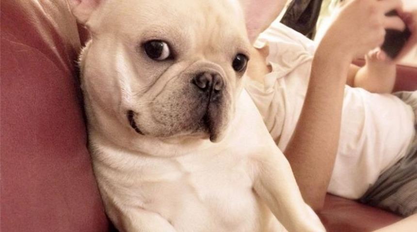 Instagram'ın 2014'teki En Sevimli Hayvanları