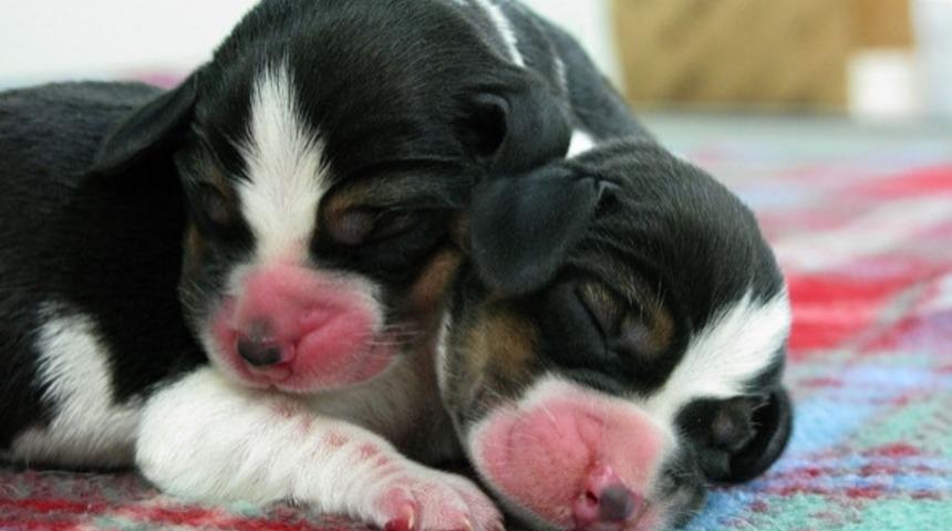 Can Dostunuz, K&ouml;peğinizi G&uuml;ney Kore'de Klonlatabilirsiniz