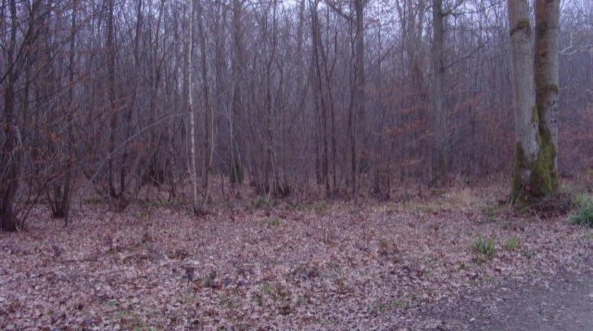 D&uuml;nyanın Lanetli Sayılan En Korkutucu 7 Ormanı