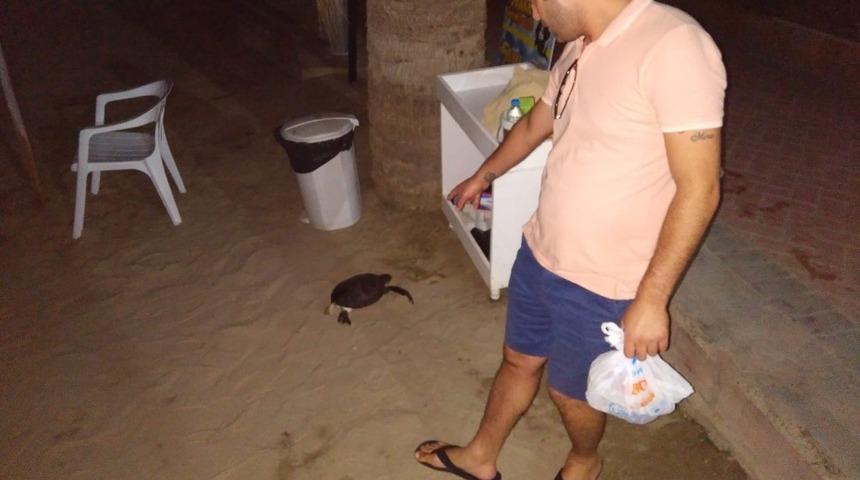 Kuşadası sahilde ölü caretta caretta bulundu