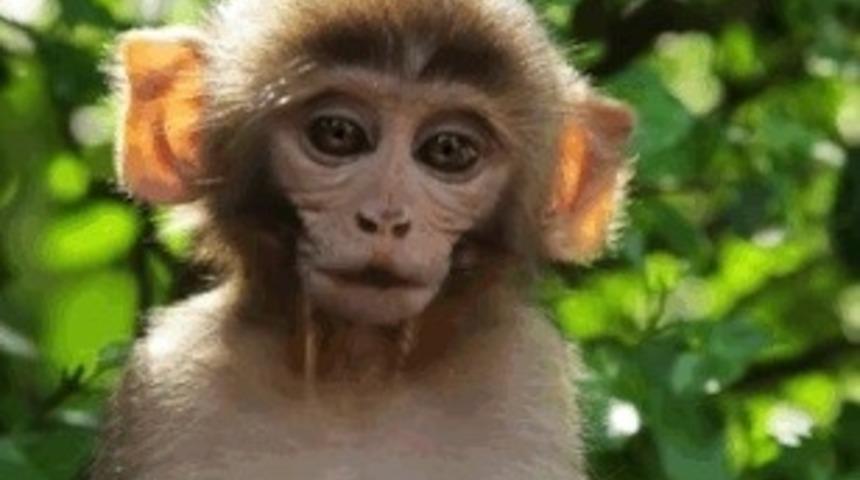 Nepal'de Ziyaret Etmek İsteyeceğiniz Bir Maymun Tapınağı Var