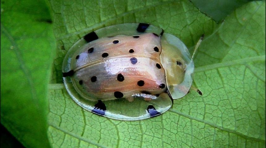 İ&ccedil;i Dışı Bir! En Transparan 6 Hayvan