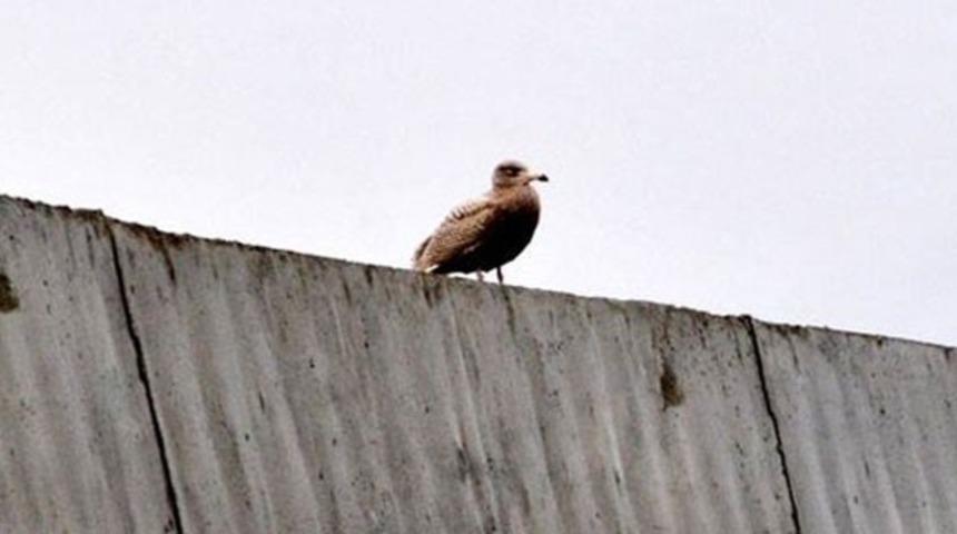 Kutup Martısı 140 Yıl Sonra İlk Kez T&uuml;rkiye'ye G&ouml;&ccedil; Etti!