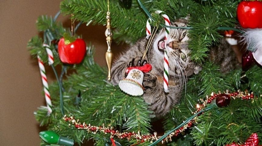 Yeni Yıl Hazırlıklarının İ&ccedil;ine Eden 20 (Şimdilik) Sevimsiz Hayvan!