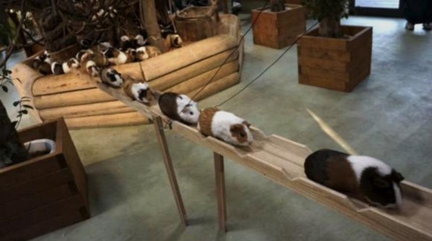 Emekli Maaşı Yatmış Gibi Koşturan Kemirgenlerin Nizami Koşusu