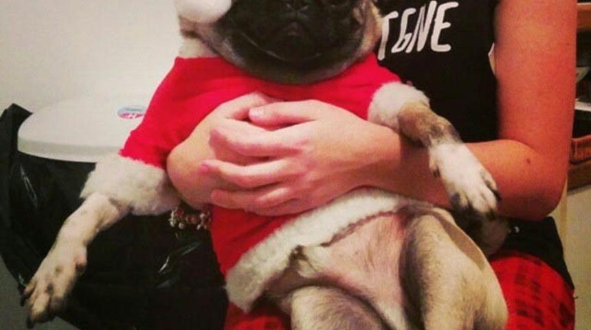 Yılbaşı Neşe, Mutluluk ve Eğlencedir Sözünün Kendileri İçin Geçerli Olmadığı 15 Köpek