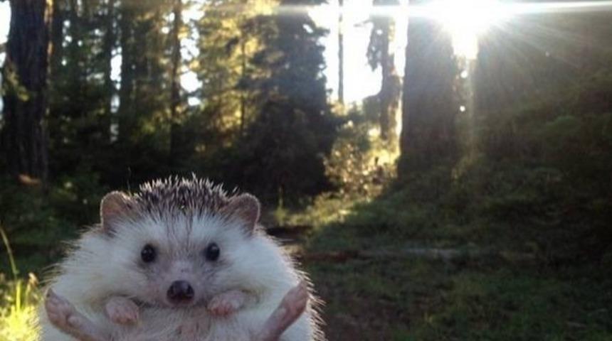 Instagram'ın En Ünlü 10 Hayvanı