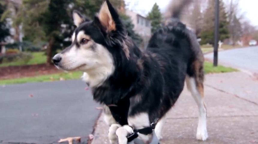 Bir K&ouml;peğin Kaderini Değiştiren 3D Yazıcı