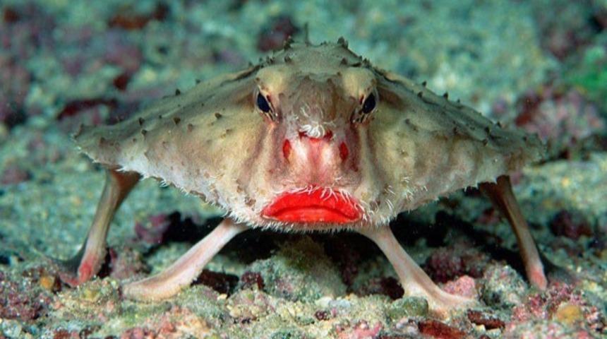 Varlıklarından Haberimiz Bile Olmayan 11 &Ccedil;ok &Ccedil;ok İlgin&ccedil; Hayvan