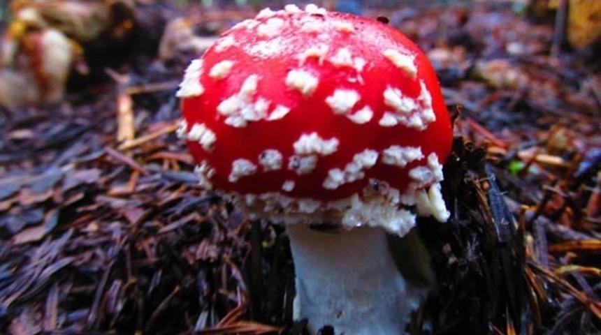 Kaz Dağları'nı Amsterdam'la Kardeş Kent Yapacak Keşif: Sihirli Mantar ve 7 GIF'i