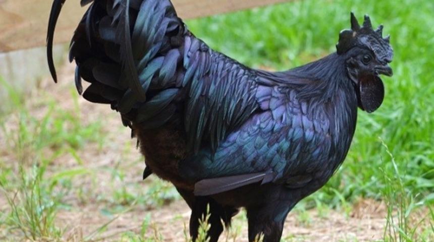 D&uuml;nyanın En Pahalı Tavuğu: Kara Tavuk