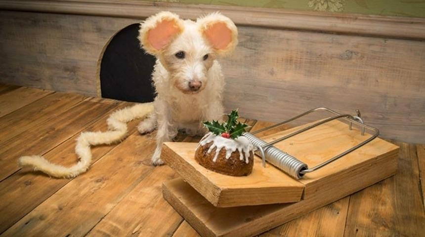 Bu K&ouml;pek Her Noel Farklı Bir Şekle Giriyor!