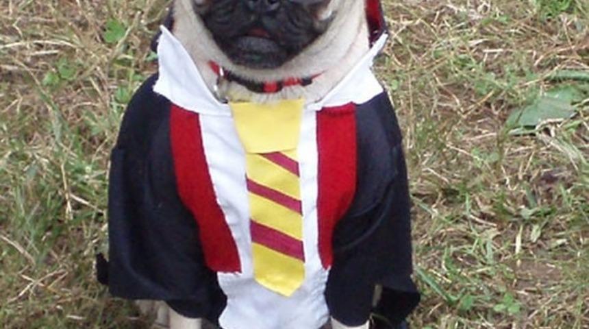 Pug K&ouml;pekler İ&ccedil;in Tasarlanmış Birbirinden Yaratıcı 8 Kost&uuml;m!