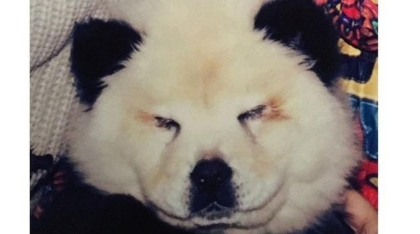 İtalya'daki Bir Sirk İki K&ouml;peği Boyayıp Panda Diye Pazarladı!