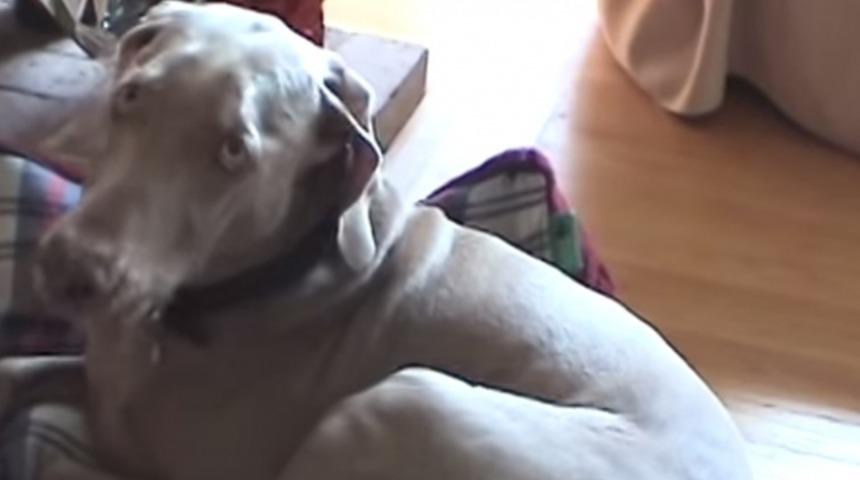 Akıllı K&ouml;pek Ne Zaman &Uuml;ş&uuml;se Battaniyesini Ş&ouml;mine Yanına Taşıyor!