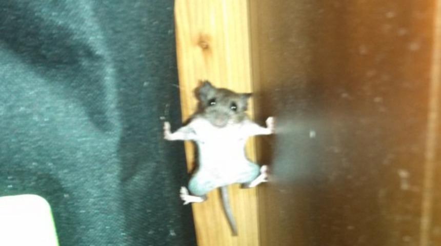 Bu Yılbaşının En Maceraperest Fareleri