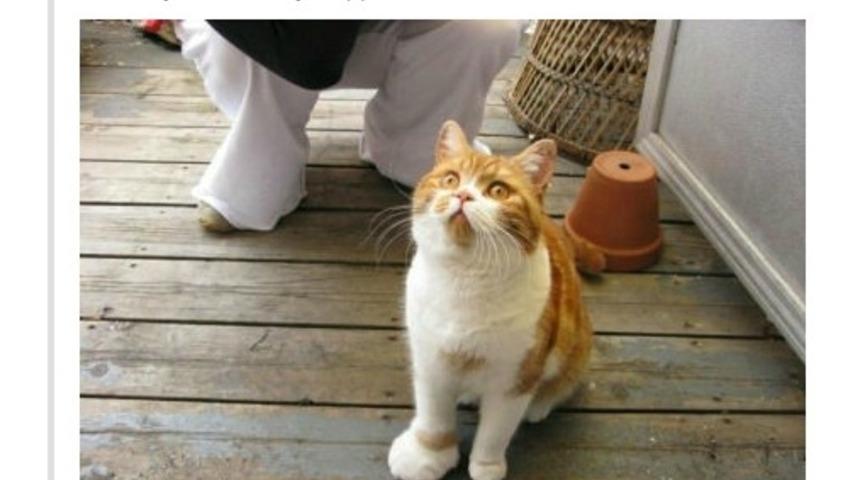 Yılbaşı Sezonu İ&ccedil;inizi Isıtacak 23 Kedi!