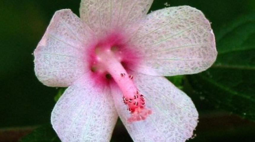 D&uuml;nyanın En Seksi 9 &Ccedil;i&ccedil;eği