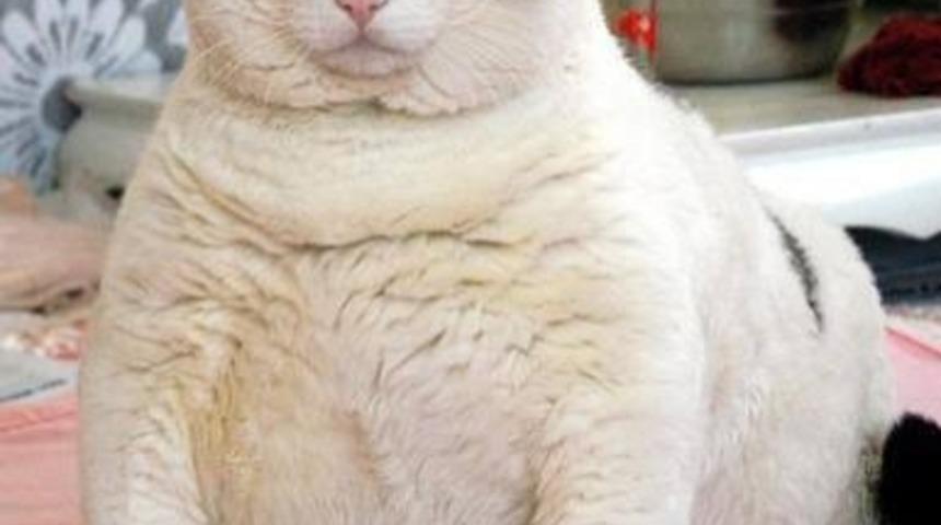 Sağlıksız Olmalarına Rağmen Sevimli G&ouml;r&uuml;nen 9 Şişman Kedi