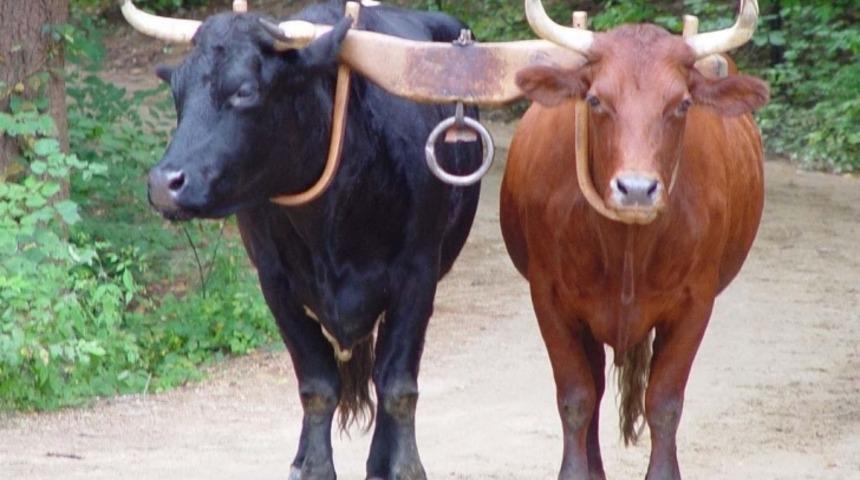 T&uuml;rk Usul&uuml; Karşılaştırma T&uuml;rleri