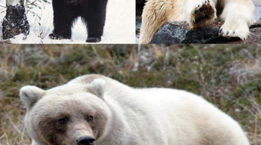 Çok Şaşırtıcı 10 Melez Hayvan