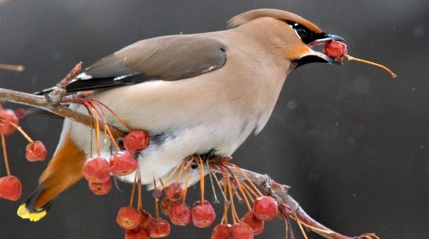 Dalda Durduğu Gibi Durmuyor: Mayalanmış Meyvelerle Beslenen Bazı Kuşlar İ&ccedil;meden Sarhoş Oluyor.  