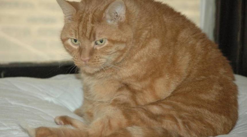 Yeni Yıl İle İlgili İstekleri Olan 14 Şirin mi Şirin Hayvan